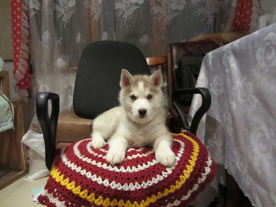 Принц Персии(Хася) - оригинал