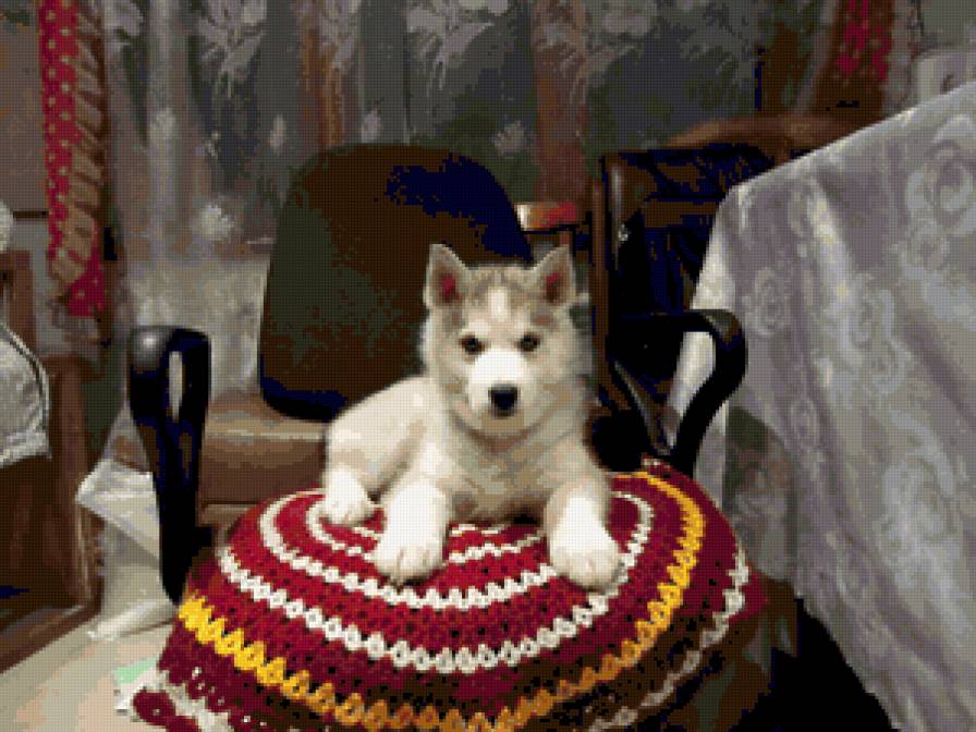 Принц Персии(Хася) - предпросмотр