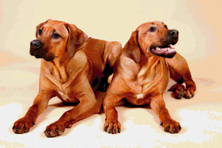 риджбеки - предпросмотр