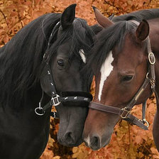 Схема вышивки «нежность»