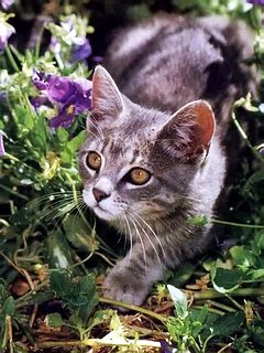 котик - оригинал