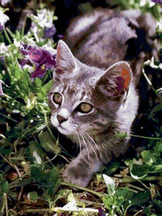 котик - предпросмотр