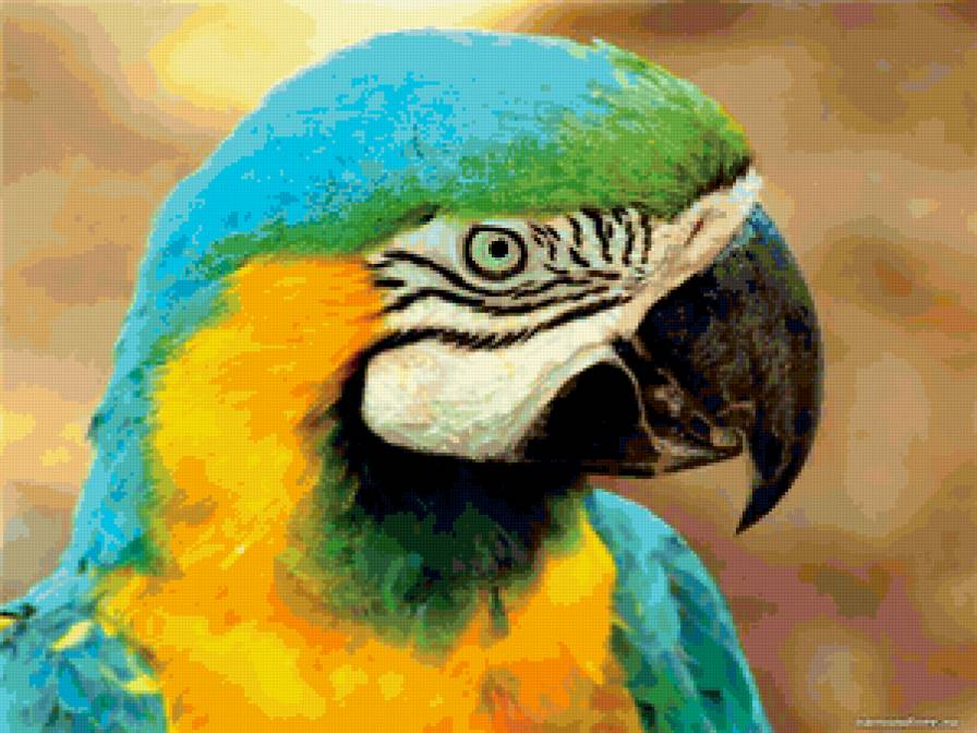 попугай - попугай, птица - предпросмотр