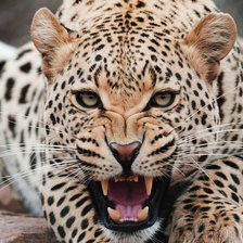 дикие животные