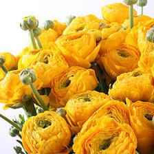 Схема вышивки «ранункулюсы жел»