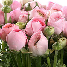 Схема вышивки «ранункулюсы бледно роз»