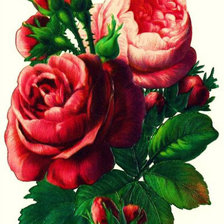 Оригинал схемы вышивки «розы» (№433728)