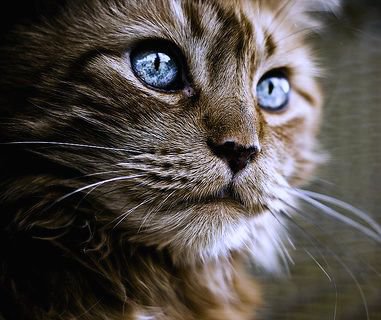 красавец - кот, животные, друг, котенок - оригинал