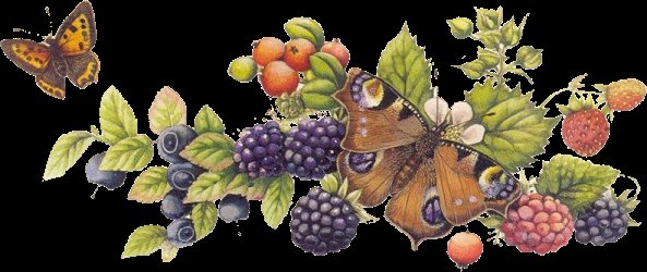 бабочки и ежевика - бабочки ягоды ежевика - оригинал