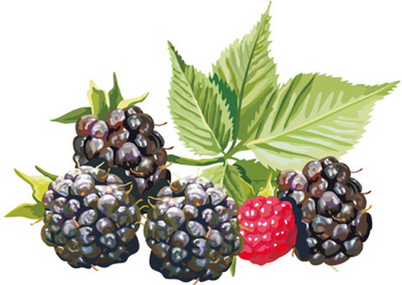 ежевика - ягоды ежевика - оригинал