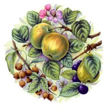Оригинал схемы вышивки «фрукты» (№433923)
