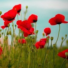 Схема вышивки «№434472»