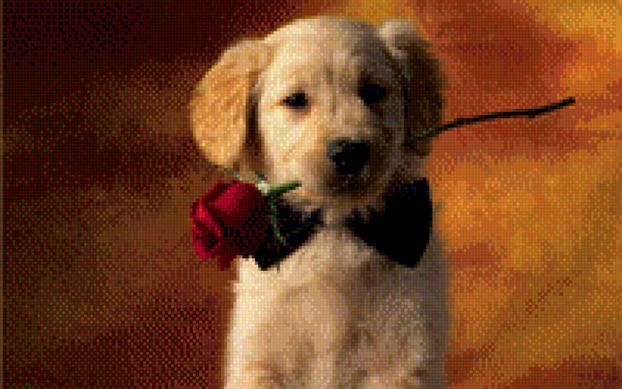 щенок - животные - предпросмотр