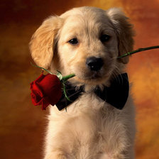 Схема вышивки «щенок»