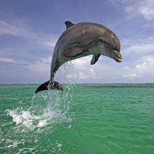 дельфин и море