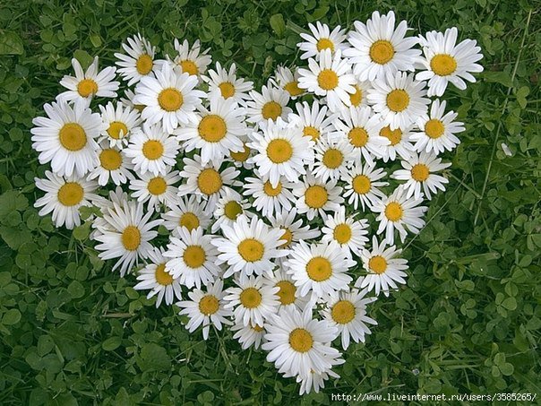 ромашковое сердце - оригинал