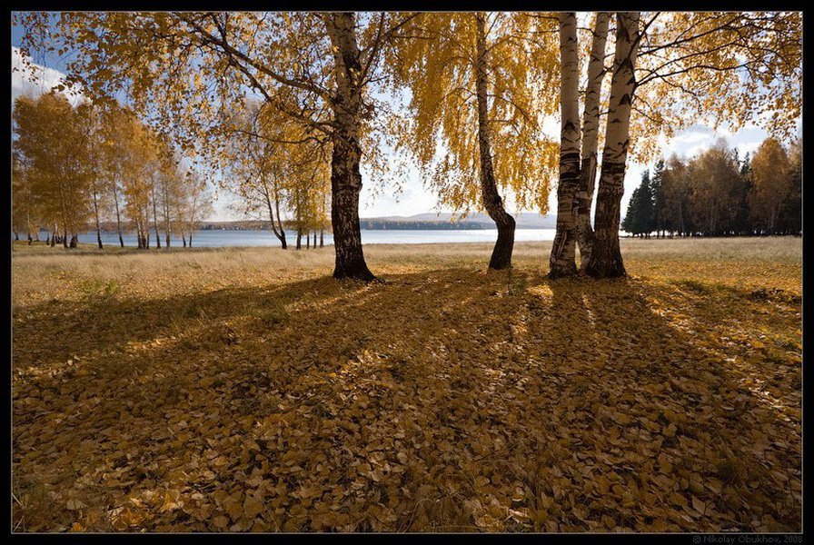 березки осенью - березы, пейзаж, природа, осень - оригинал