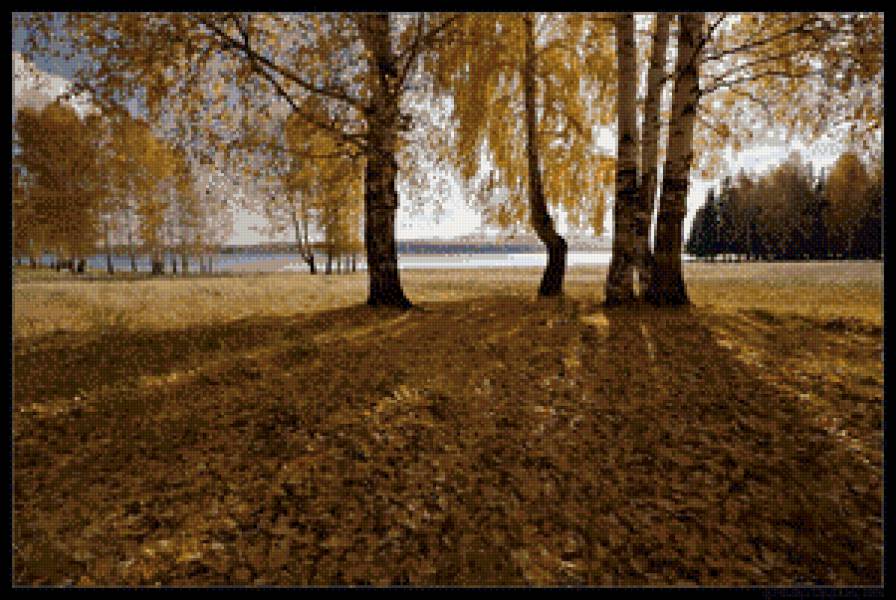 березки осенью - осень, пейзаж, природа, березы - предпросмотр