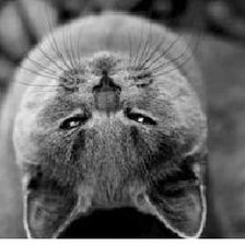 Схема вышивки «Жмурки»