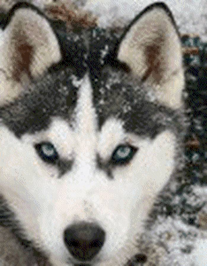 №435621 - животные - предпросмотр