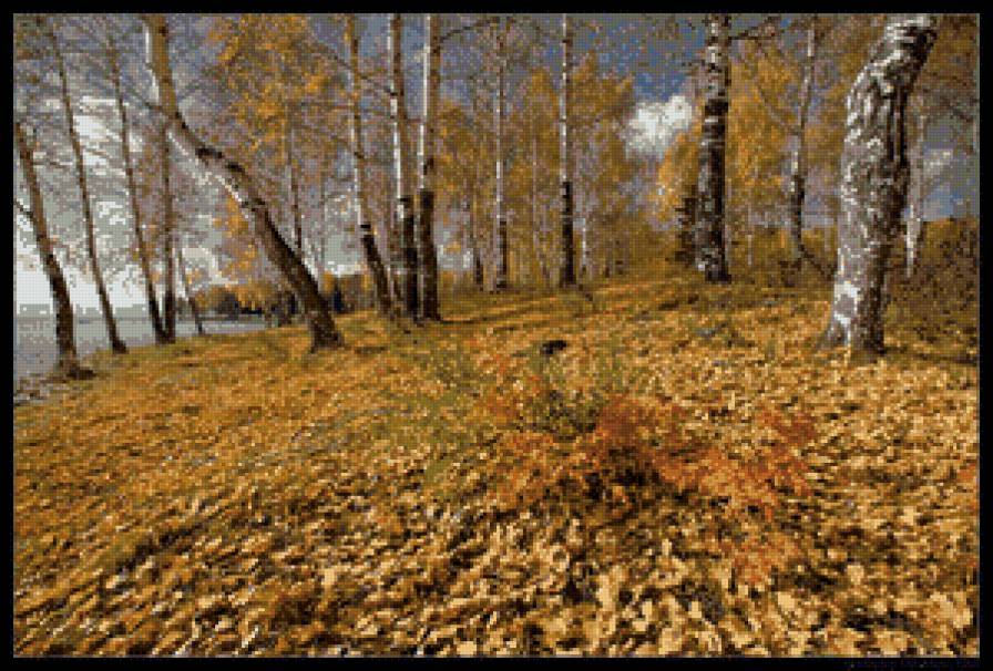золото осени - березы, пейзаж, осень, листва, природа - предпросмотр
