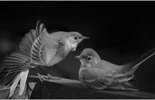 Схема вышивки «№435928»