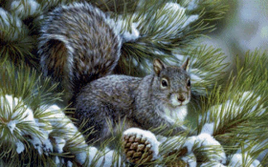 белочка - звери, животные, природа, белка - предпросмотр