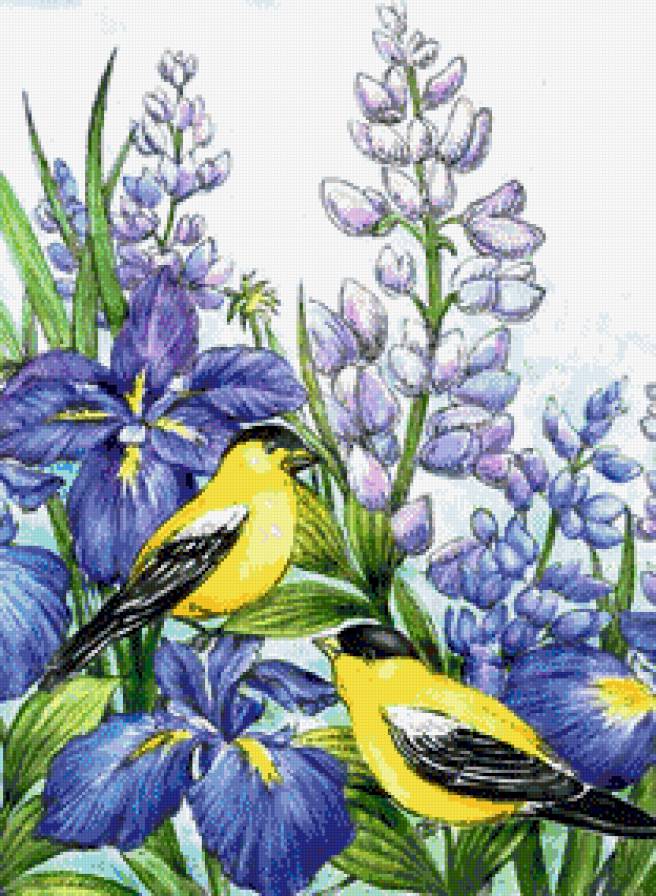 Птицы и цветы - люпины, птицы, природа, ирисы, птички, цветы, цветочки, красота - предпросмотр
