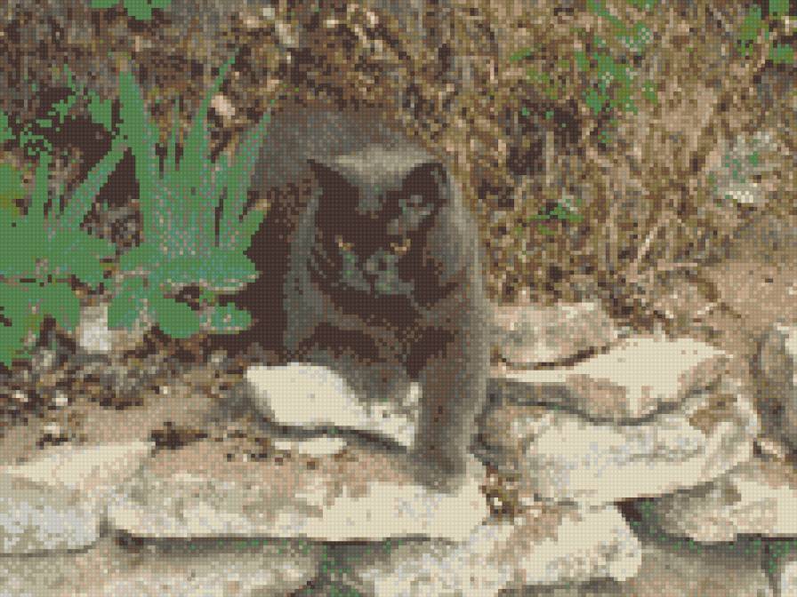 Горец - кот - предпросмотр