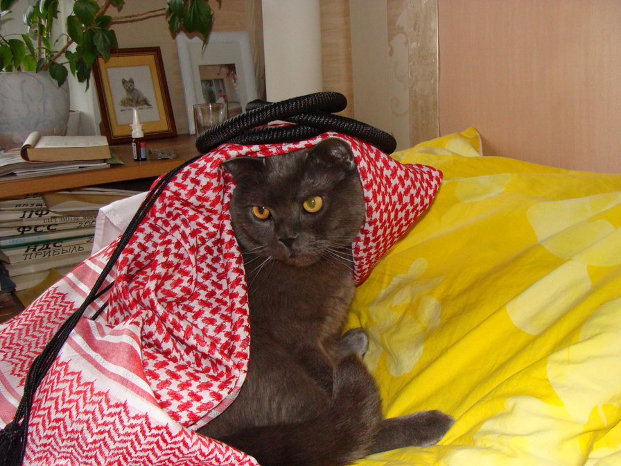 иностранец - кот - оригинал