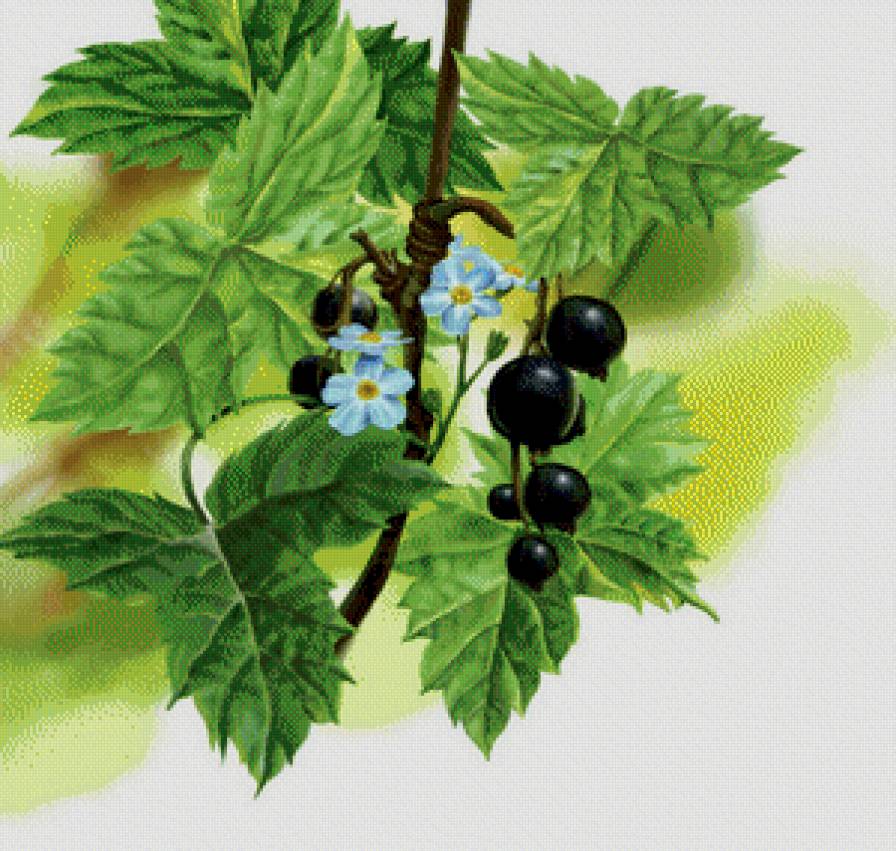 Ветка смородины - ягоды, на кухню, натюрморт, цветы - предпросмотр