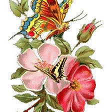 Оригинал схемы вышивки «Бабочка и цветок» (№436349)
