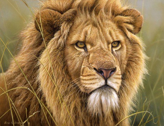 Лев - хищник, лев, большая кошка - оригинал