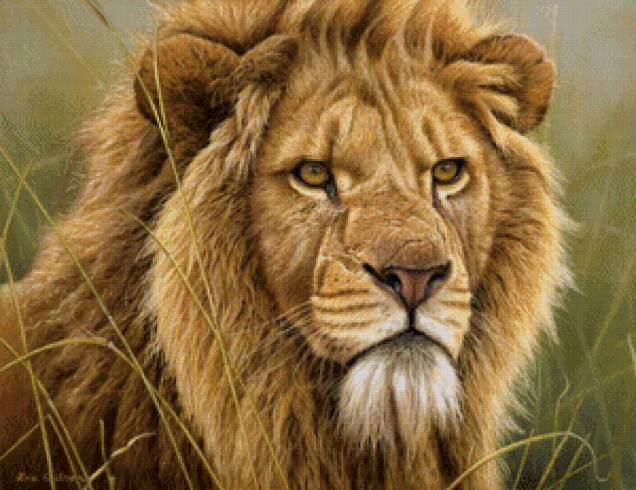 Лев - хищник, большая кошка, лев - предпросмотр