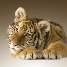 Схема вышивки «тигра»