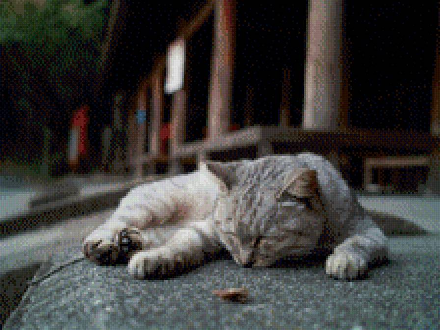 котейка - предпросмотр