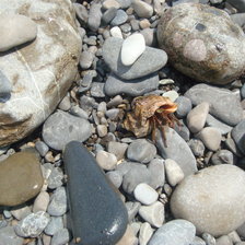 Схема вышивки «Краб.»