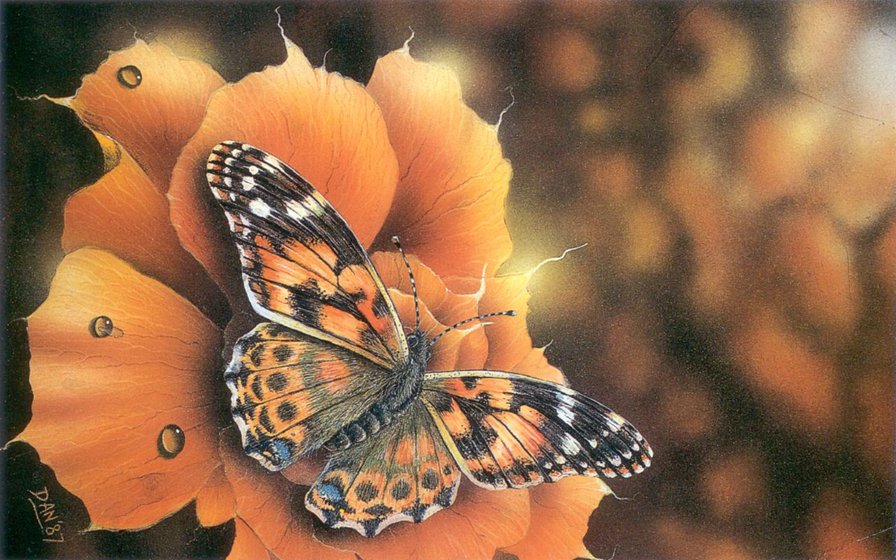 бабочка на розе - бабочка, роза, цветы, природа - оригинал