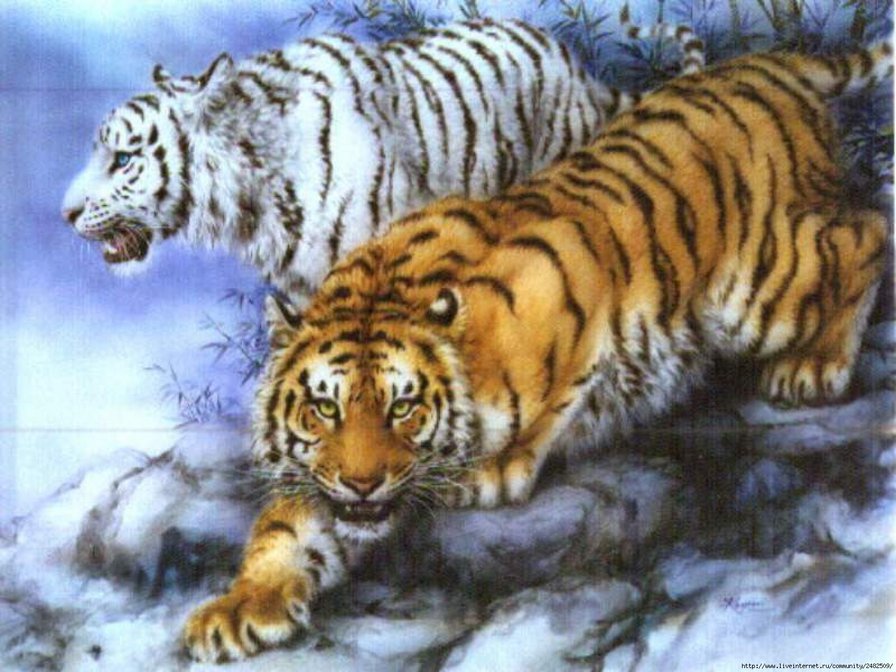 тигры - влюбленные, животные, котики, кошки, пара - оригинал
