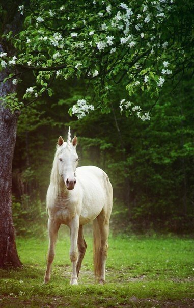 единорог - лес, единорог - оригинал