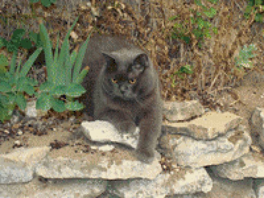 Монечка на даче - коты - предпросмотр