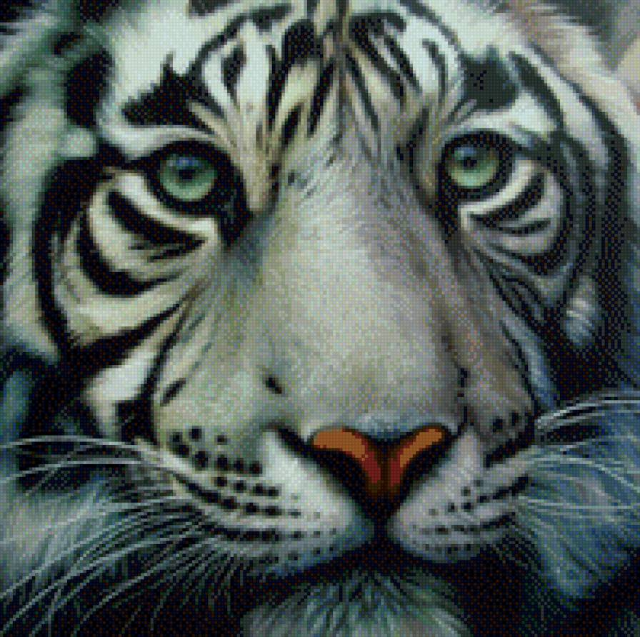 Белый тигр - взгляд, тигр, животные - предпросмотр