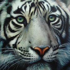 Оригинал схемы вышивки «Белый тигр» (№437011)