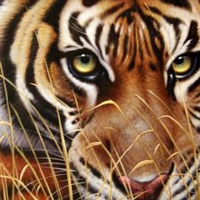 Оригинал схемы вышивки «взгляд тигра» (№437070)