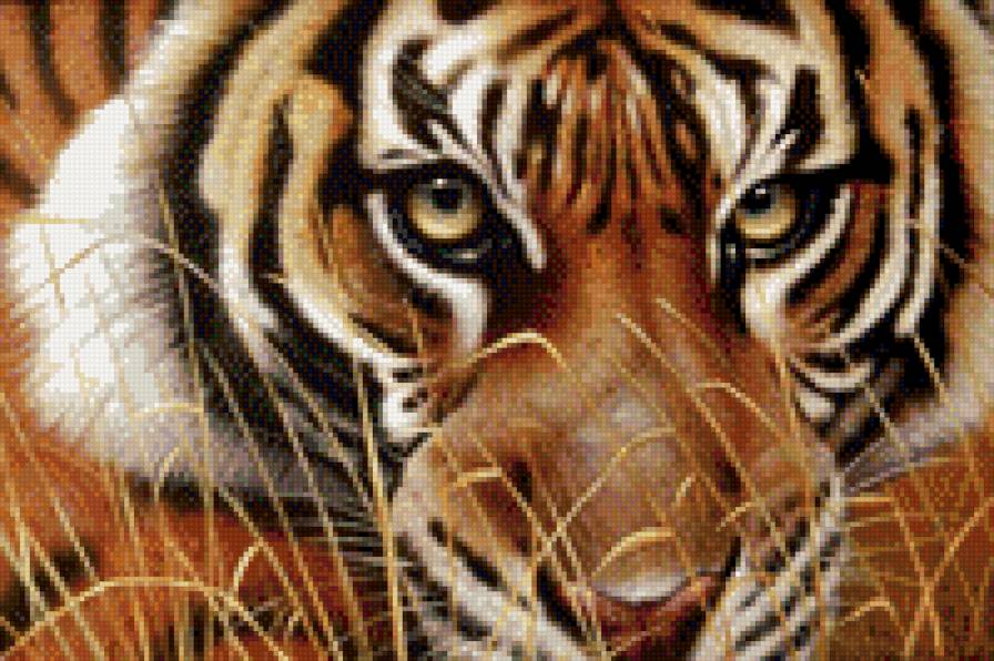 взгляд тигра - тигр., животные - предпросмотр