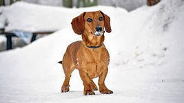 рыжая такса - прогулка с таксой, собака, зима, такса - оригинал