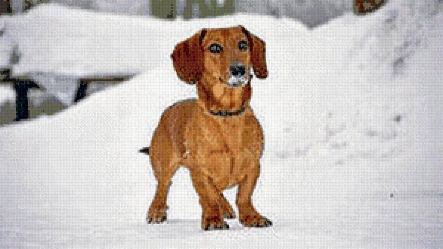 рыжая такса - такса, зима, прогулка с таксой, собака - предпросмотр