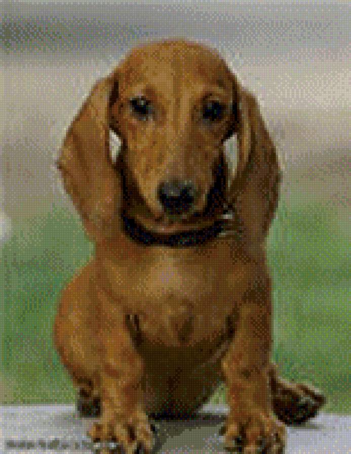 такса - собака, портрет таксы, такса - предпросмотр