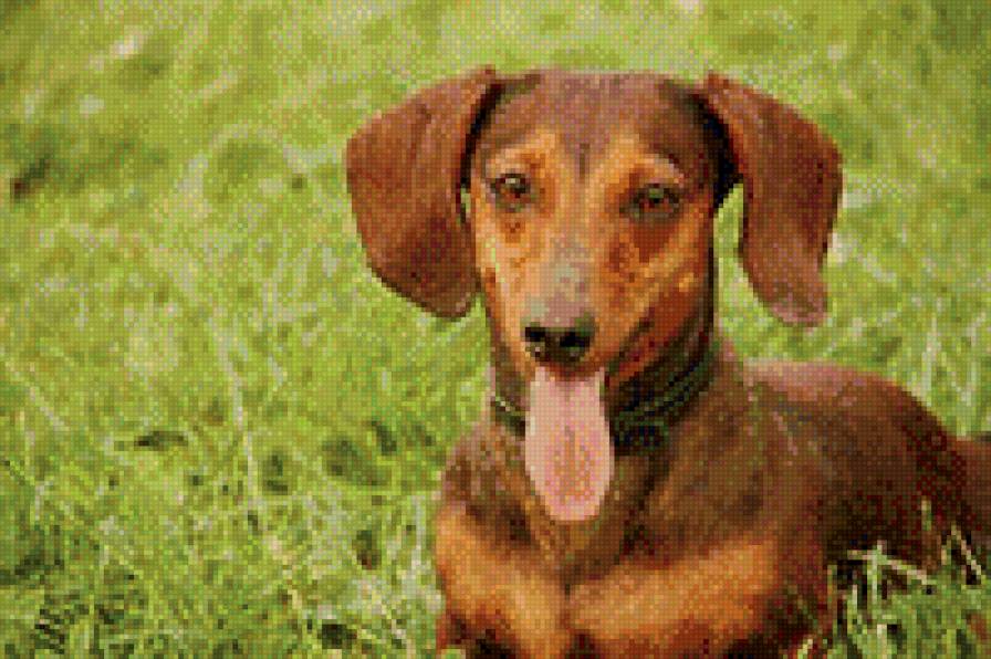 такса - такса - предпросмотр