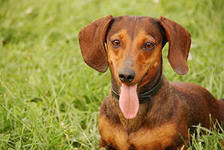 Схема вышивки «такса»